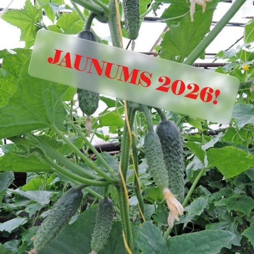 ARTEMIS F1 GURĶU SĒKLAS (10 gb) 